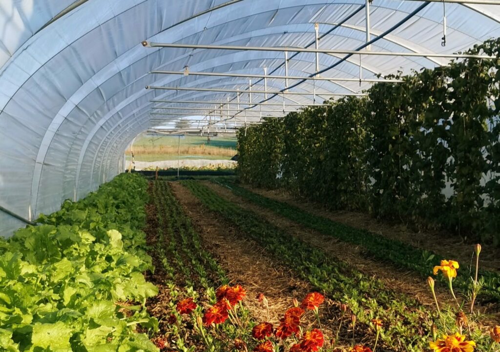 jardin collectif légumes saison Namur