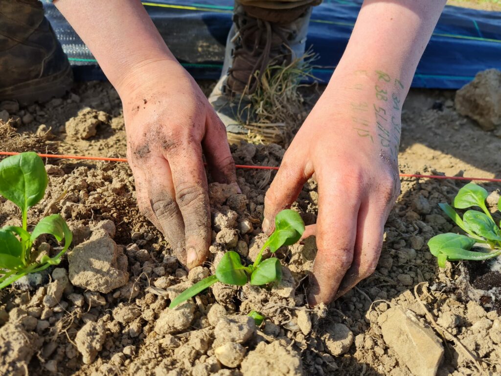 potager collectif apprentissage jardinage