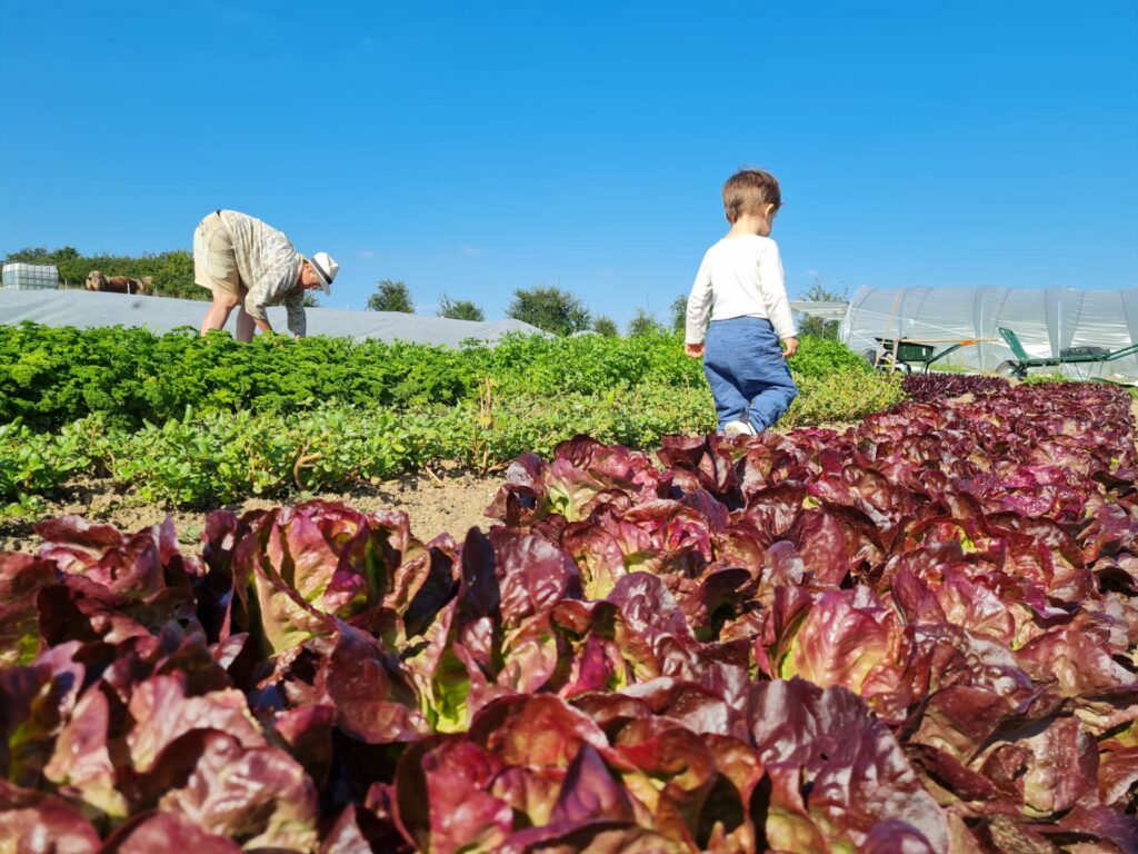 potager partagé Buzet La Grange Cocotte